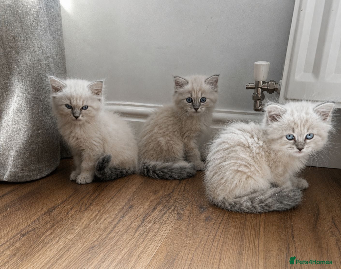 Siberian cats Beautiful Full Siberian Kittens – Hypoallergenic - Advert 2