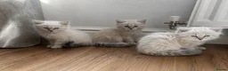 Siberian cats for sale: Beautiful Full Siberian Kittens – Hypoallergenic - Advert 2