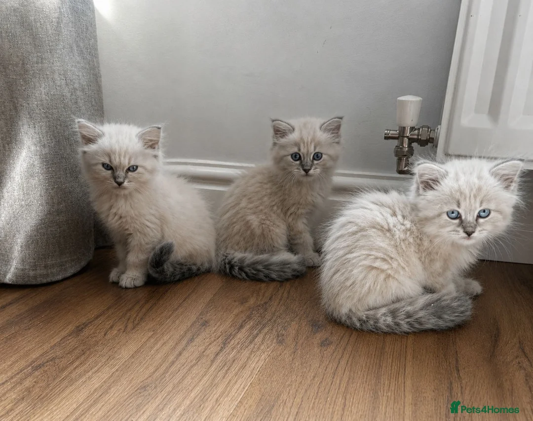 Siberian cats for sale: Beautiful Full Siberian Kittens – Hypoallergenic - Advert 2