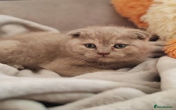Scottish Fold cats for sale: Only 1 🐱 left.Scottish fold x BSH kittens - Image 13