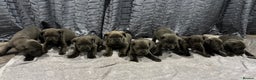 Cane Corso dogs for sale: Cane Corso puppy’s  - Advert 7
