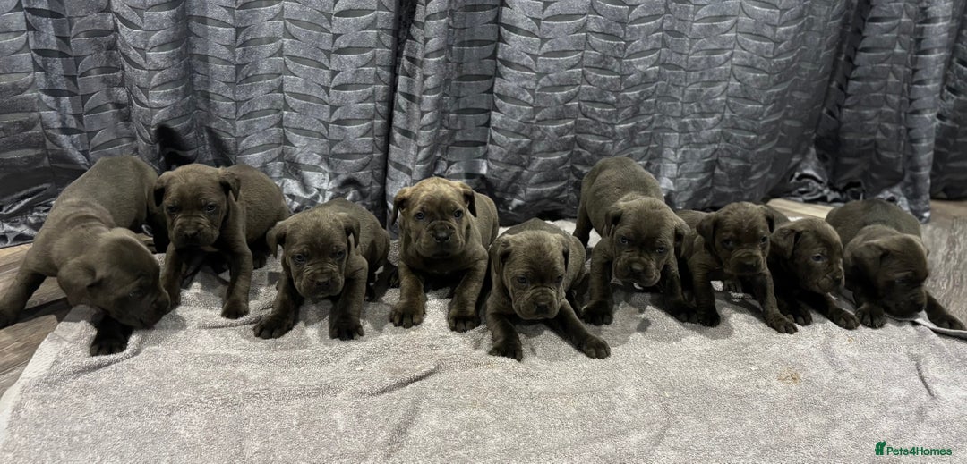 Cane Corso dogs for sale: Cane Corso puppy’s  - Advert 7