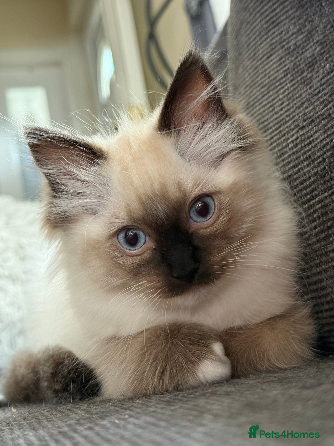 Ragdoll cats for sale: Beautiful Ragdol babies ready to leave  - Image 15