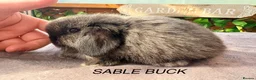 Mini Lop rabbits for sale: BEAUTIFUL Mini lops  - Advert 9