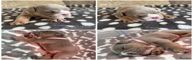 English Bulldog 3