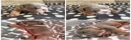 English Bulldog dogs for sale: English Bulldog Puppies – 5 Girls & 2 Boys - Advert 5