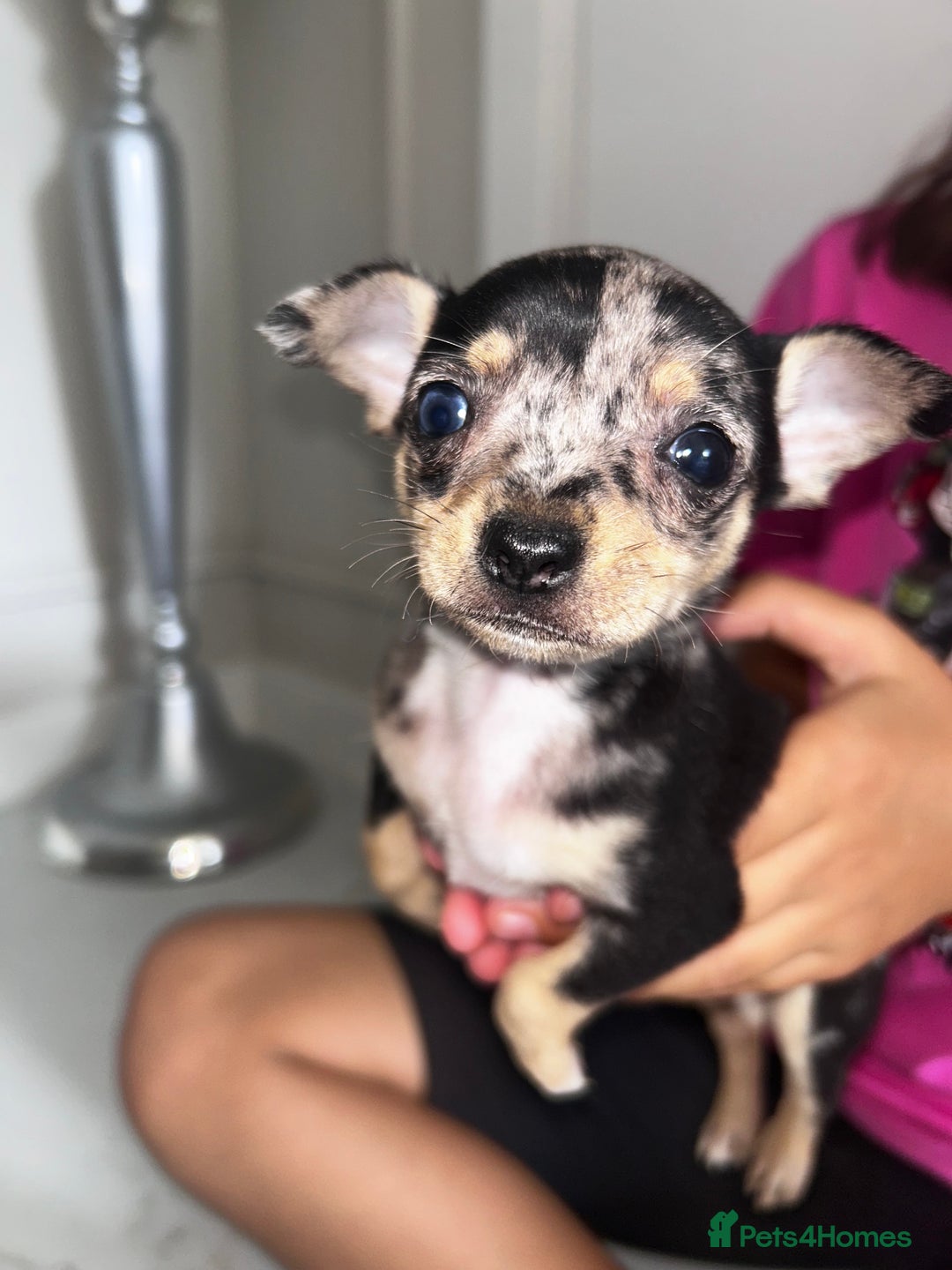 Chihuahua dogs for sale: 3/4 chihuahua 1/4 jack russell - Image 4
