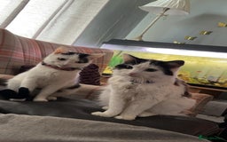 British Shorthair cats for sale: One male and female British short haired  - Image 3