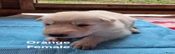 German Shepherd dogs for sale: Top blood line German Shpherd Puppies GSD KC REG in Stockport - Advert 11