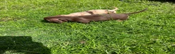 Miniature Dachshund dogs for sale: Mini Dachshund puppies  - Advert 9
