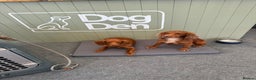 Cocker Spaniel dogs for stud: Proven Red KC REG Working Cocker Spaniel STUD in Chelmsford - Advert 14