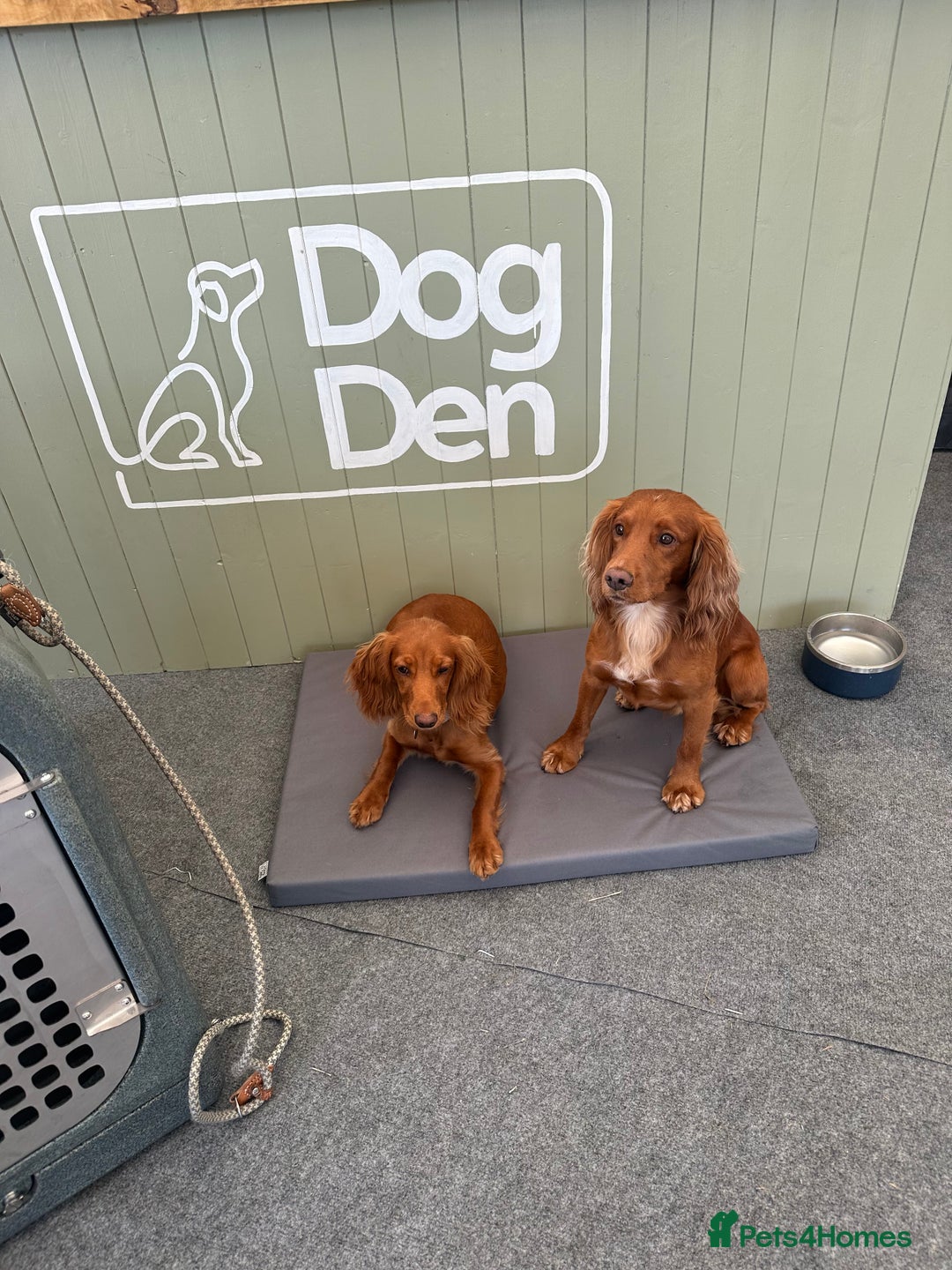 Cocker Spaniel dogs for stud: Proven Red KC REG Working Cocker Spaniel STUD in Chelmsford - Advert 14