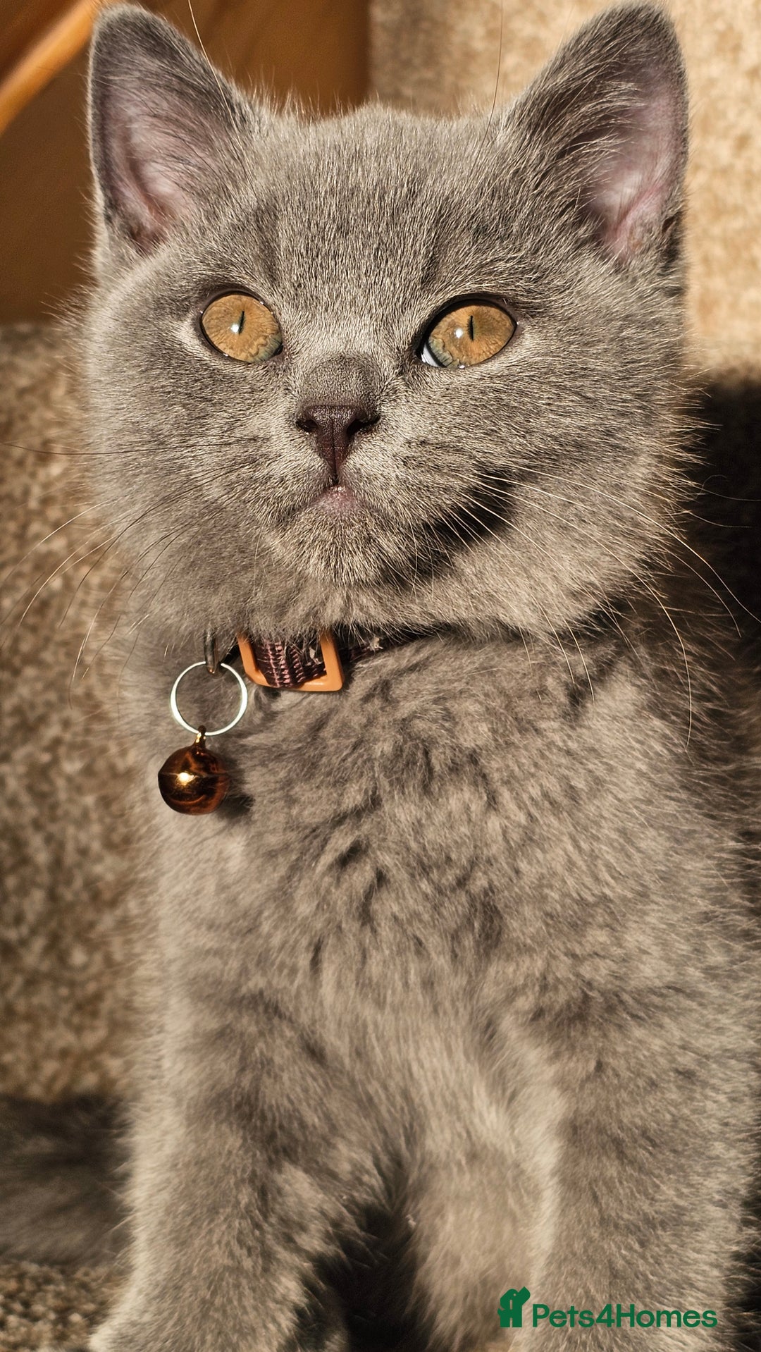 British Shorthair cats for sale: Beautiful Pedigree British Blue Kittens  🐾 - Advert 28