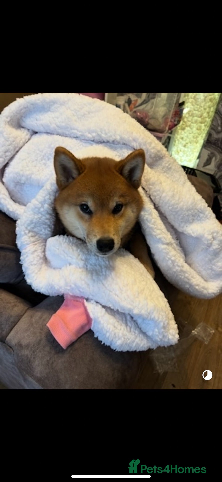 Japanese Shiba Inu dogs Little of Japanese Shiba inu - Advert 1