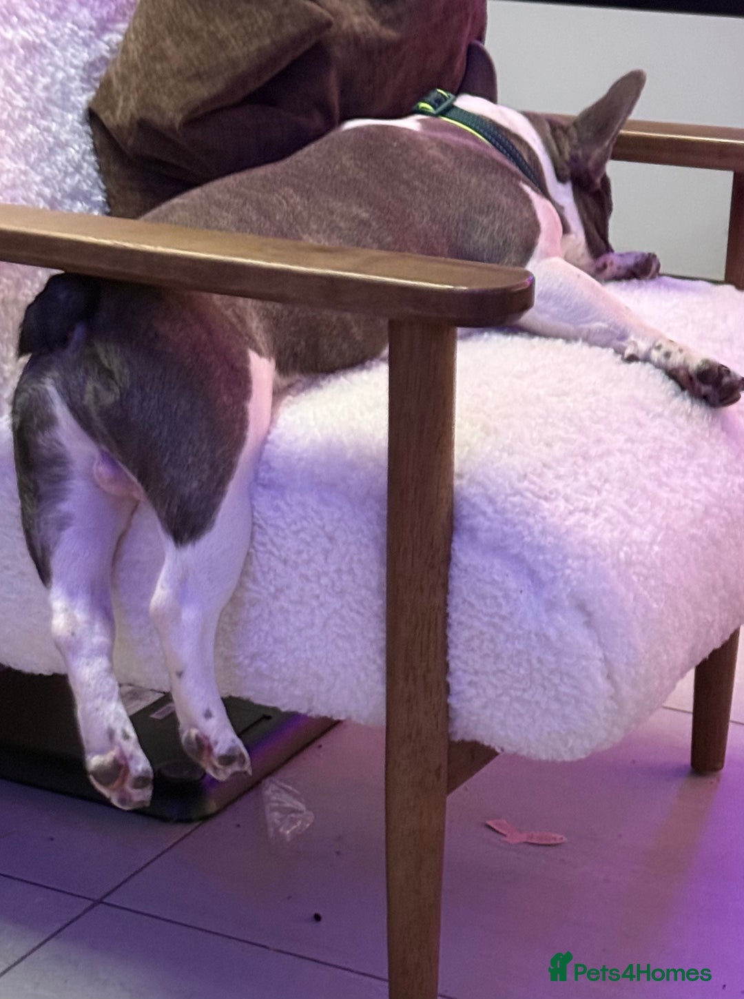 French Bulldog dogs for sale: Urgent French Bulldog 8 months lovely character - Advert 4