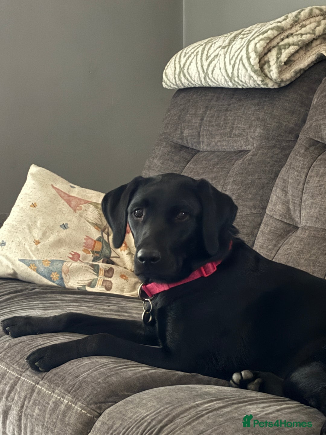 Labrador Retriever dogs for sale: Beautiful puppies, proud of Mum - Advert 2