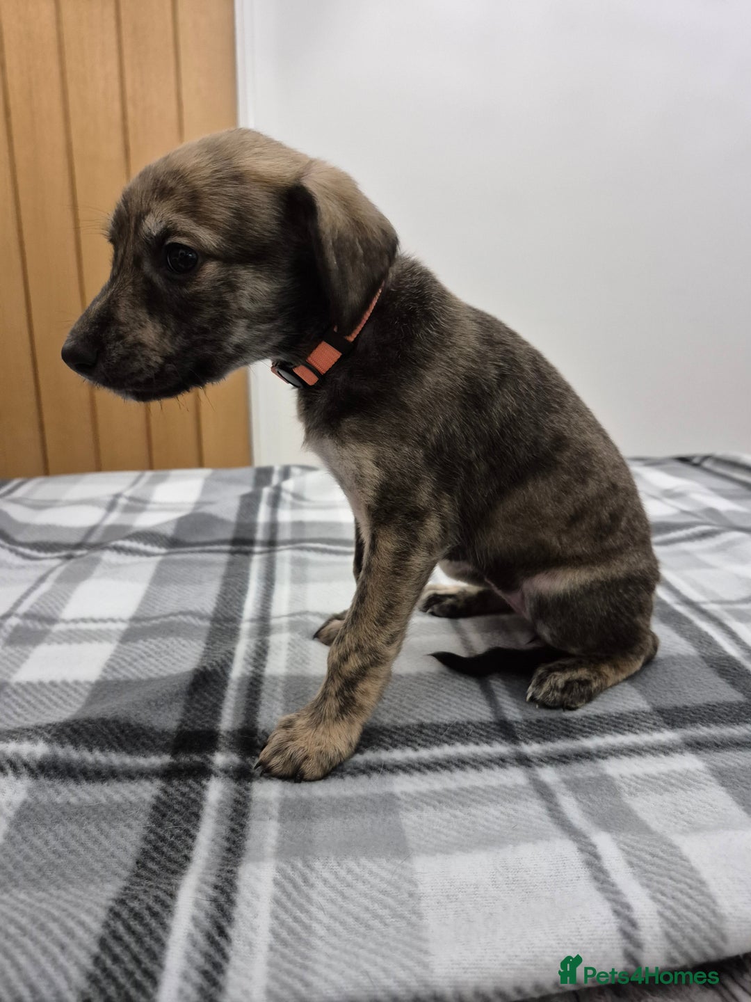 Lurcher dogs for sale: Beautiful litter of Lurcher pups - Advert 12