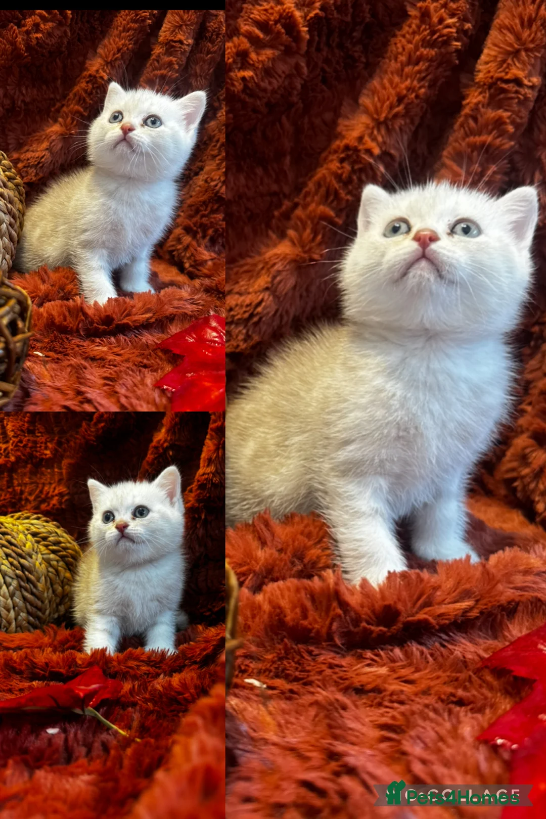 British Shorthair cats for sale: 🐾 British Shorthairs in Northampton - Advert 2