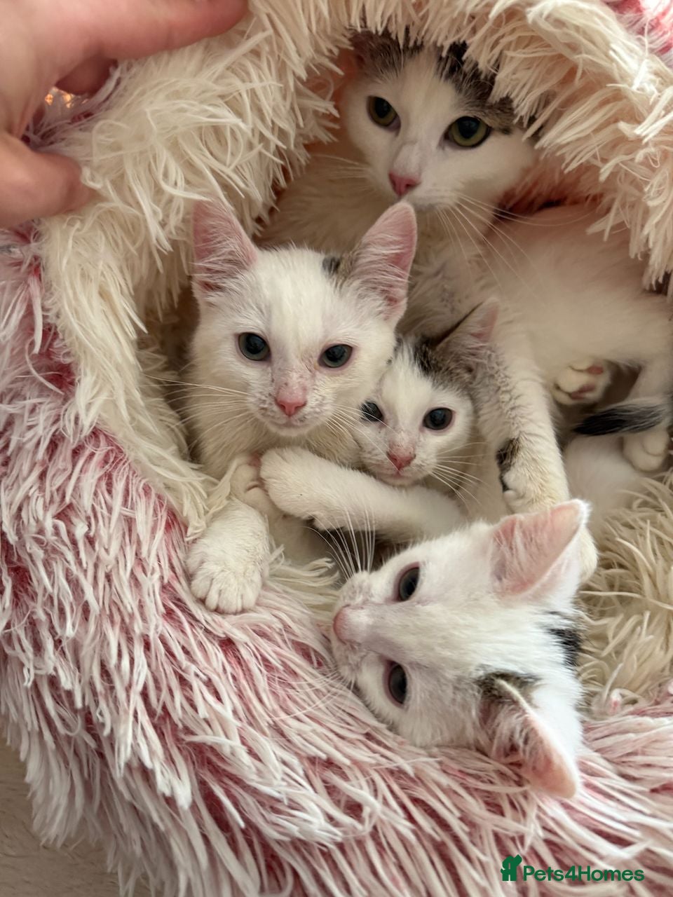 Mixed Breed cats Gorgeous White Kittens with Grey Markings Ready 🐾 - Advert 1