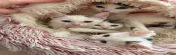 Mixed Breed cats for sale: Gorgeous White Kittens with Grey Markings Ready 🐾 - Advert 1