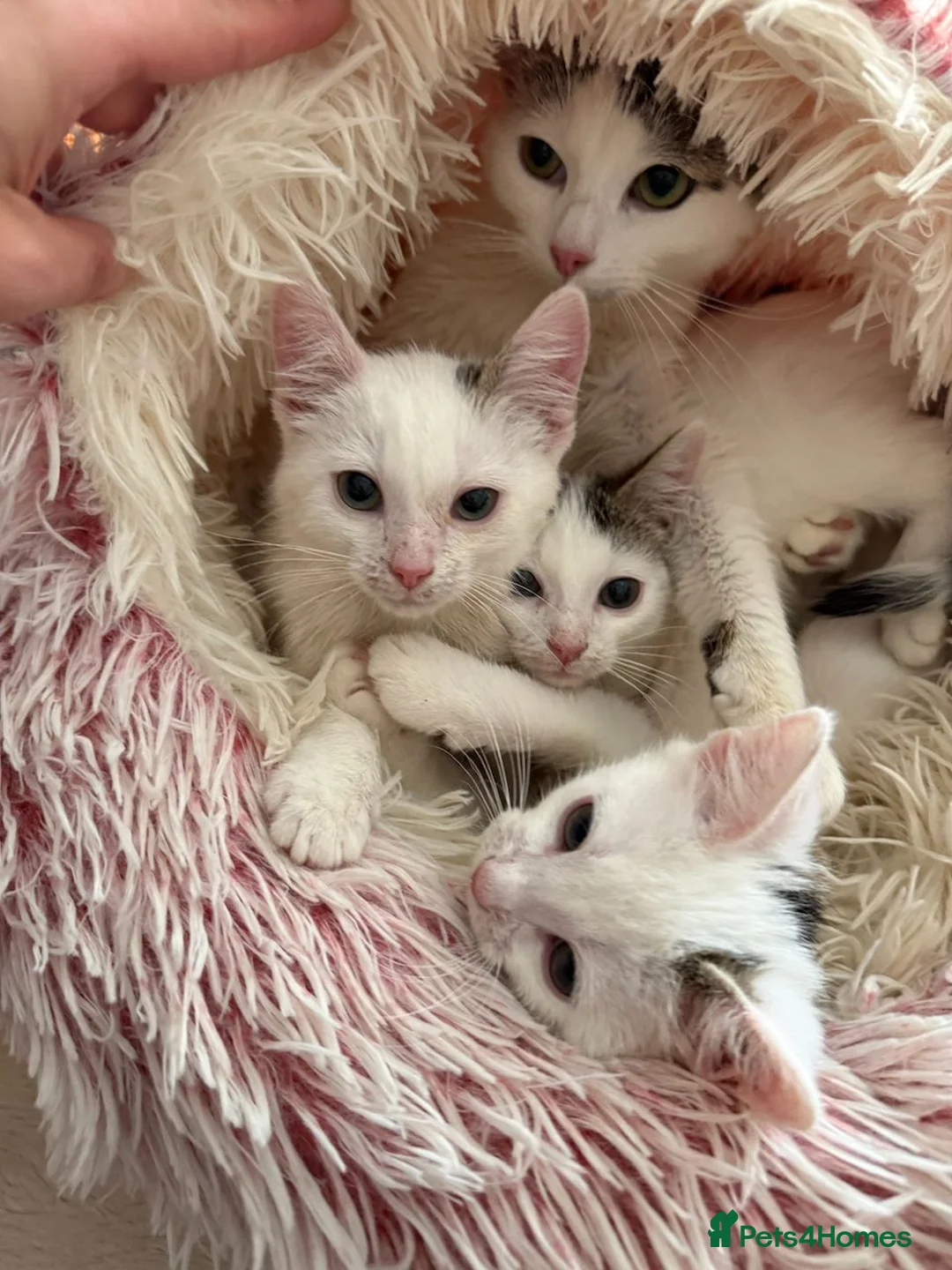 Mixed Breed cats for sale: Gorgeous White Kittens with Grey Markings Ready 🐾 - Advert 1
