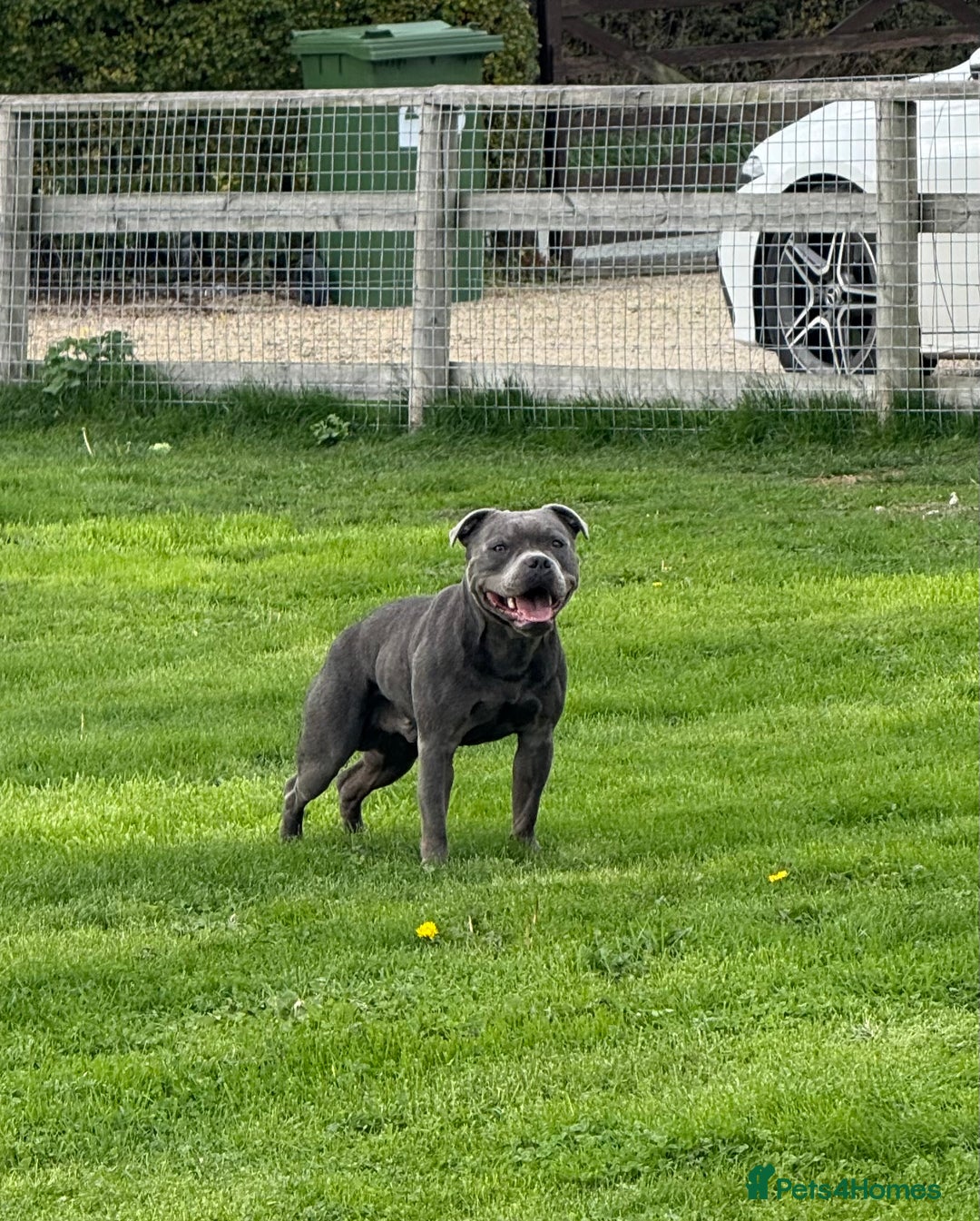 Staffordshire Bull Terrier dogs for stud: A NEW SUPERIOR SOLID BLUE MALE  - Advert 2