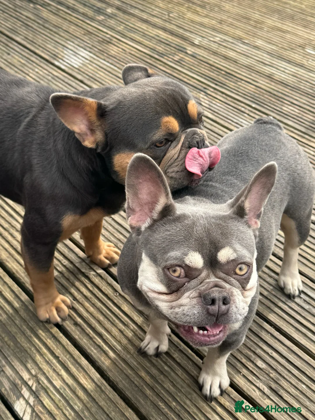 French Bulldog dogs for sale: Boy nearly 3 and girl 3 years French bulldogs   - Advert 1