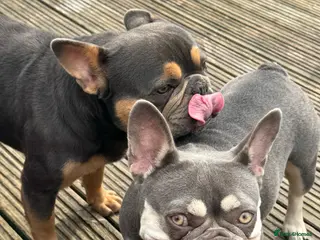 French Bulldog dogs Boy nearly 3 and girl 3 years French bulldogs - Advert 1