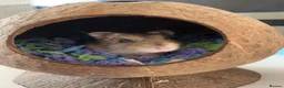 Hamster rodents for sale: 3 month old baby dwarf hamster  - Advert 6