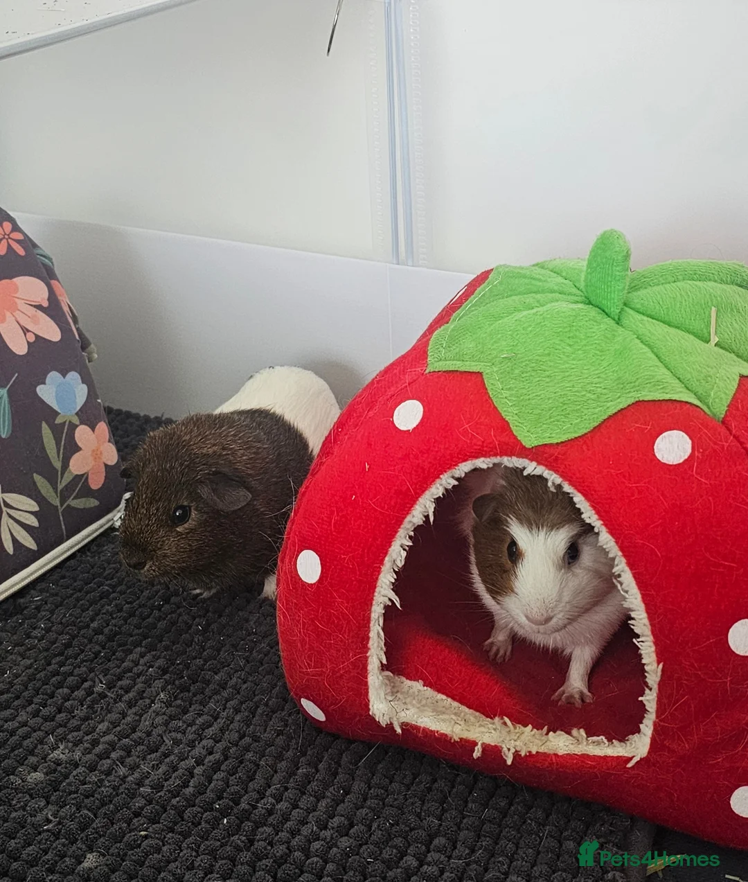 Guinea Pig rodents for sale: Two baby sows with cage & accessories  - Advert 2