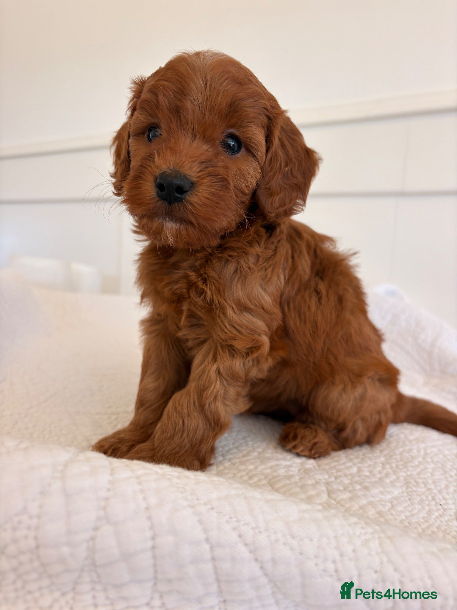 Cockapoo dogs LICENSED BREEDER HEALTH TESTED COCKAPOOS  - Advert 2