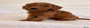 Cockapoo 1