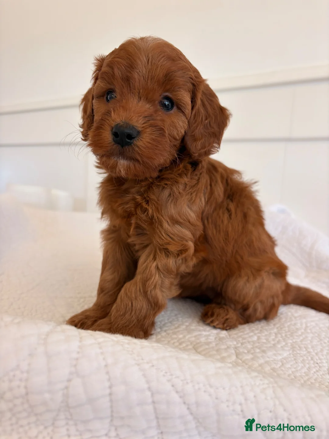 Cockapoo dogs for sale: LICENSED BREEDER HEALTH TESTED COCKAPOOS  - Advert 2