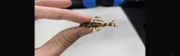 Plecos fish for sale: L333 Goldlines AAA grade Pleco.  - Advert 1