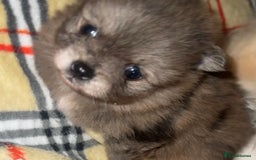 Pomeranian dogs for sale: 🎄🎅CHRISTMAS SPECIAL SMALL SKY🩵BLUE 👀 POMS - Image 3