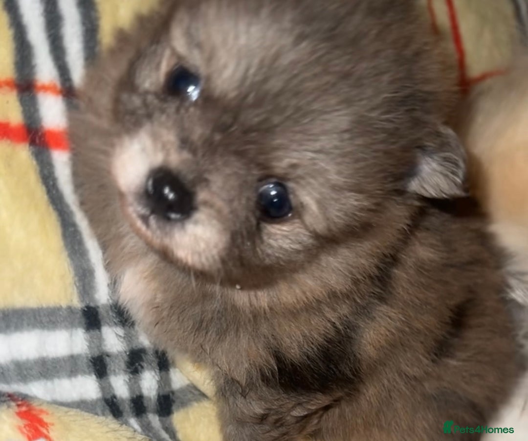 Pomeranian dogs for sale: 🎄🎅CHRISTMAS SPECIAL SMALL SKY🩵BLUE 👀 POMS - Image 3