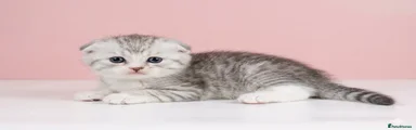 Simba 
