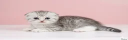 Scottish Fold cats for sale: Scottish fold and straight kittens 🐾🐾 - Advert 3