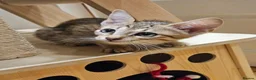 Savannah cats for sale: Stunning F5 SBT Savannah Kittens in Bradford - Advert 9