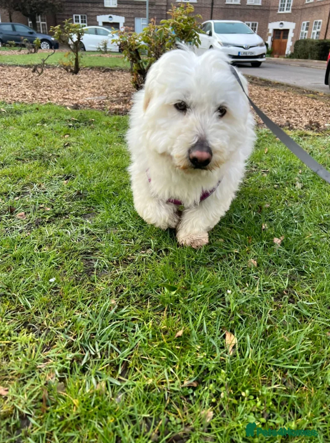 Maltese dogs for adoption: Terrier Girl is Looking for Her Forever Home - Advert 1