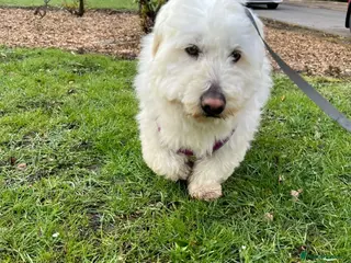 Maltese dogs Terrier Girl is Looking for Her Forever Home - Advert 1