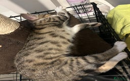 British Shorthair cats for sale: One female kitten for sale - Advert 21