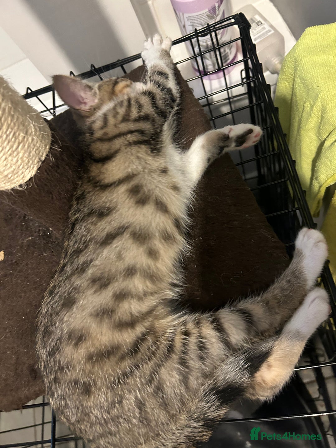 British Shorthair cats for sale: One female kitten for sale - Advert 21