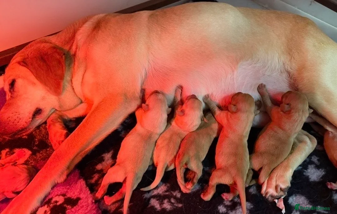 Labrador Retriever dogs for sale: Beautiful Labrador Puppies  Deep Red to Golden - Advert 6