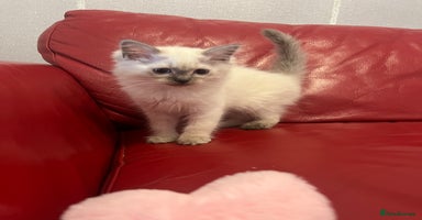 Ragdoll cats - Advert 1