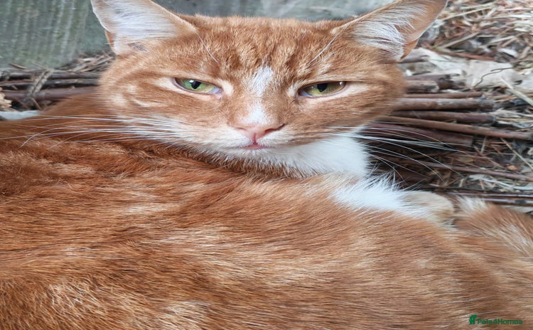 Mixed Breed cats - Advert 11