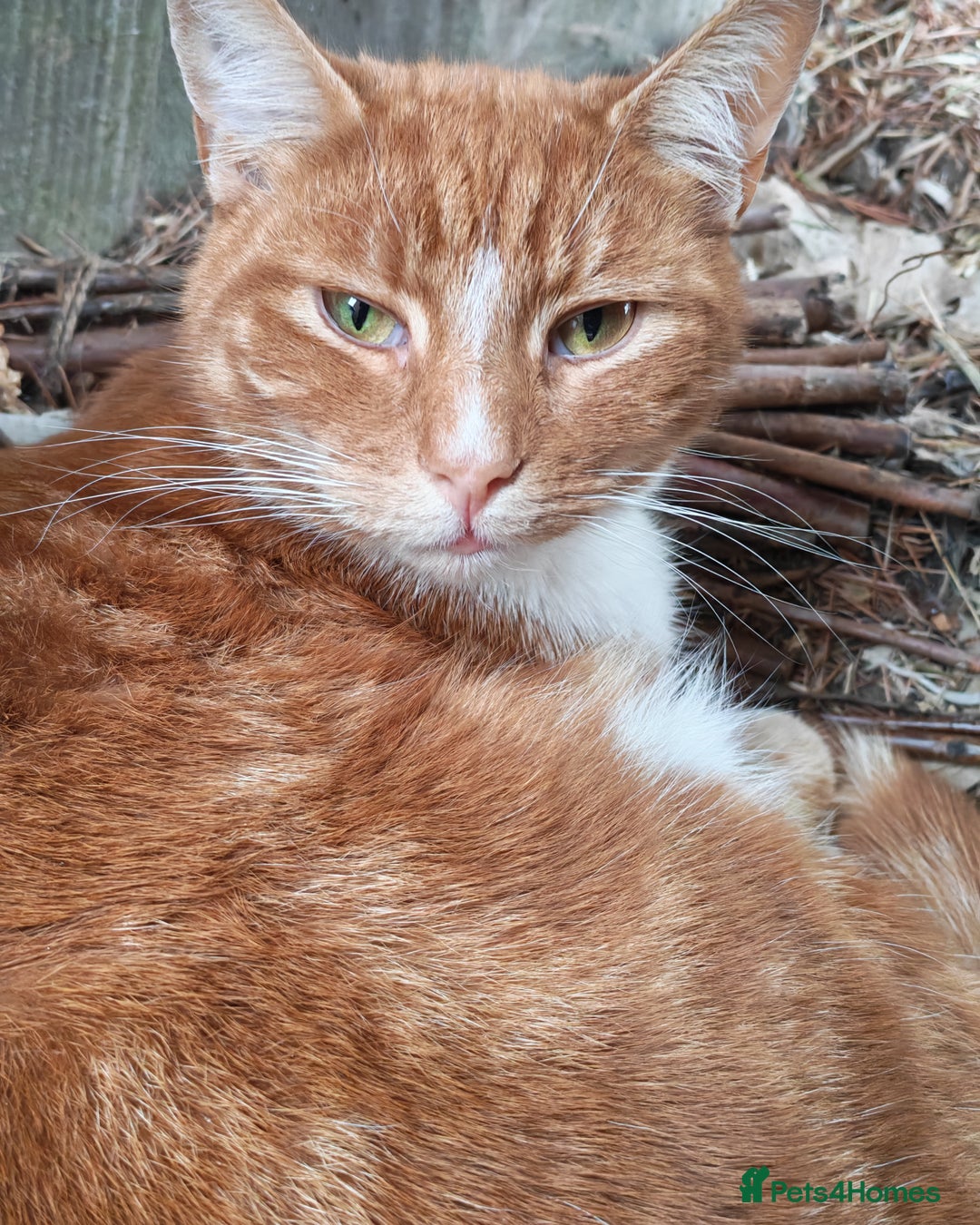 Mixed Breed cats for sale: Ginger neutered males for new home - Image 1