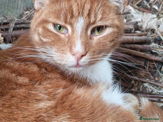 Mixed Breed cats - Advert 5