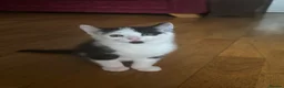 Mixed Breed cats for sale: Adorabile black and white kittens in Southampton - Advert 3