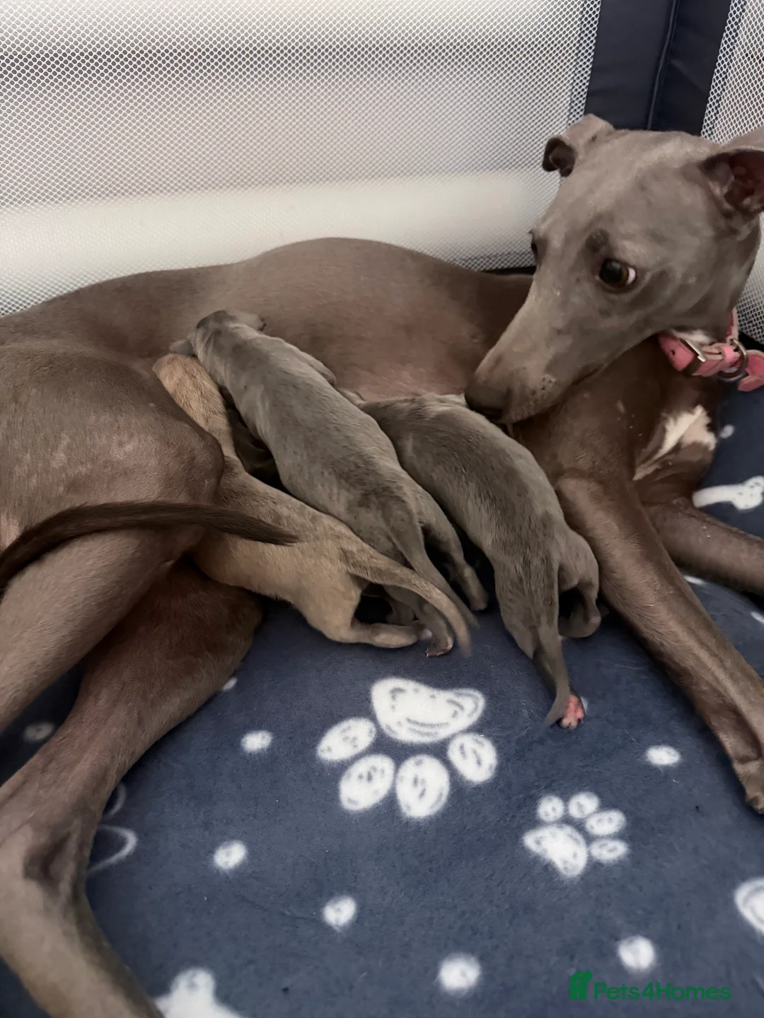 Whippet dogs for sale: Beautiful KC registered whippet pups - Advert 15